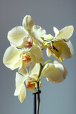Fototapeta Storczyk - Close up of a tender exotic tropical yellow phalaenopsis orchid flower
