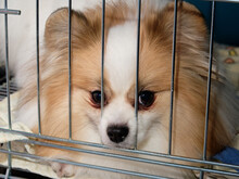 Pomeranian In A Cage Close - Up Waiting For The Owner