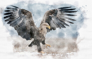 Poster - White tailed eagle ( Haliaeetus albicilla ) waterpaint image