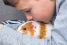 A Boy With His Guinea Pig. A Boy Hugs A Guinea Pig. A Child Plays With The Pet At Home. Pet Care
