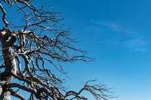 Dead Dry Tree With Leafless Branches Against Blue Clear Sky.