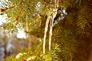 green pine tree branch covered with tiny icicles shot on sunny day