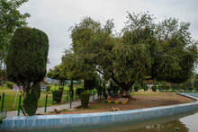 Callistemon  Viminalis  In Bagh-e-Bahu Garden