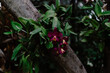 Selective focus shot of beautiful purple cattleya orchids