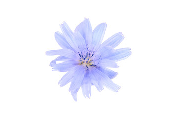 Wall Mural - Chicory blue flower plant isolated on white background