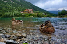 Curious Duck Posing For The Camera In The Shallow Water Of Mountain Lake Zelené Pleso, With A View On The Mountain Hut Chata Pri Zelenom Plese In High Tatras Mountains