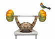 A beige cat athlete is doing exercises with a barbell from pumpkins on bench press. White background. Isolated.
