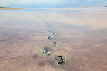 Human Footprints In The Curative Mud Of Pink Salt Syvash Lake In Kherson Region, Ukraine