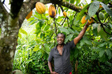 African farmer looks satisfied at his cocoa beans from the plants of his plantation