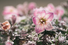 Pink Flowers Caught In Frost 
