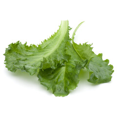 Wall Mural - Close up studio shot of fresh green endive salad leaf isolated on white background.