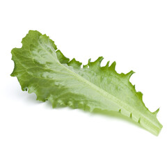 Wall Mural - Close up studio shot of fresh green endive salad leaf isolated on white background.