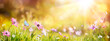 Leinwandbild Motiv Abstract Defocused Spring - Purple Daisies And Butterfly On Grass In Sunny Field