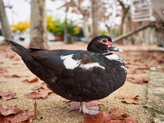 Wall Mural - duck on the ground