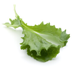 Wall Mural - Close up studio shot of fresh green endive salad leaf isolated on white background.