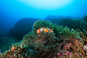 Family of cute Clownfish in their home anemone on a coral reef