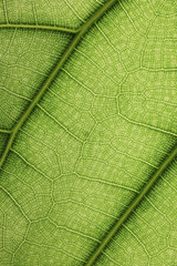 Ficus lyrate leaf texture as green natural background