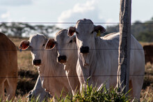 Nellore Cattle On Pasture In Brazil