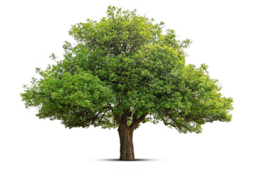 tree isolate on white background