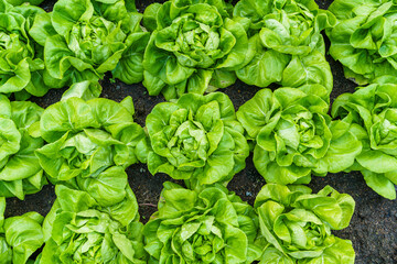 Beautiful organic green Butterhead lettuce or Salad vegetable garden on the soil growing,Harvesting Agricultural Farming.