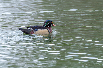 Wall Mural - Brightly colored wood duck swimming in lake on winter day