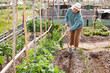 © JackF - Senior woman horticulturist is watering tomatoes bushes in garden outdoor