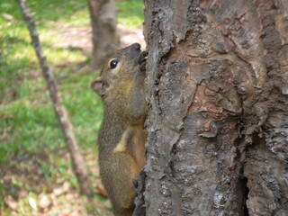 squirrel on a tree