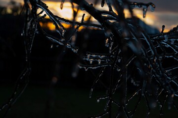 icicles on a branch