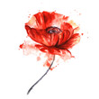 Watercolor image of bright red blossoming poppy flower on thin dark fluffy stem. Hand drawn illustration of beautiful wild flower on white background. Field flora