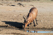 Red Hartebeest kneeling and drinking at a waterhole