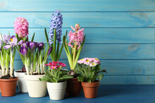 Different Beautiful Potted Flowers On Blue Wooden Table. Space For Text