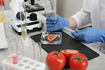 Wall Mural - scientist inspecting tomato in laboratory, closeup. food quality control