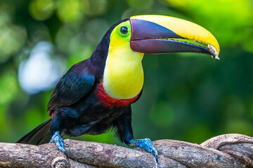 Wall Mural - Bird with open bill, Chesnut-mandibled Toucan sitting on the branch in tropical rain with green jungle in background. Wildlife scene from nature.