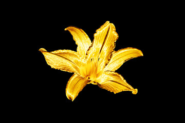 Wall Mural - One golden lily flower black background isolated close up, beautiful single gold metal lilly, shiny yellow metallic floral pattern, decorative design element, elegant luxury decoration, illustration