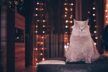 A very sad cat is lying on the couch