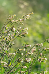 Poster - Flowers of soapwort officinalis on a sunny spring meadow. Perennial plant and traditional medicine