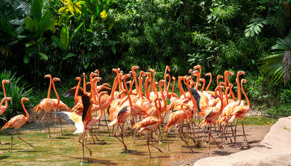 Flock of Pink Caribbean flamingos in a pond in Jurong Bird Park Singapore