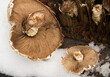 Hemipholiota populnea (Pholiota destruens) mushroom growing on a cottonwood stump, near Bull Lake, in  Lincoln County, Montana