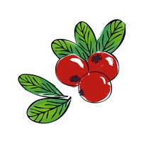 Sketch Style Digital Drawing Of Red Lingonberry With Green Leaves Isolated On White Background For Packaging, Sticker, Sticker Or Postcard