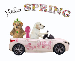 Wall Mural - A dog labrador drives a car painted with pink flowers with a passenger. Hello spring. White background. Isolated.