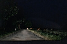 Deer Photo At Night From The Car While Driving