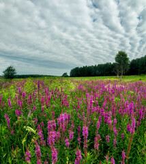 Wall Mural - Beautiful blooming meadow with wild lilac flowers and forest in the background. summer landscape.