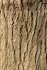 Weeping Japanese pagoda tree