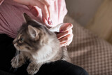 Fototapeta  - Flea remedy for cat. Prevent a flea infection.