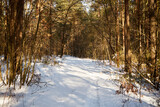 Fototapeta Na ścianę - leśna zimowa ścieżka