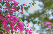 Close-up photo of a pink bougainvillea flower bush on the tree. Blurred background of leaves and bokeh in soft tones. Feeling relax and fresh. The idea for blossom wallpaper with copy space.