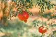 Close-up shot of the pomegranate on the tree. Blurred background with the green color of leaf bokeh and yellow light in soft tones. Feeling fresh and healthy. The idea for agriculture with copy space.