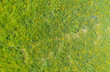 Look down on a meadow with blooming dandelions in the Taunus / Germany 