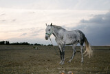 Fototapeta Konie - Caballo en el campo de Andalucía