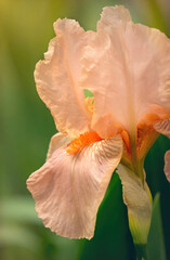 Wall Mural - Delicate spring flower of iris in the rays of the evening sun